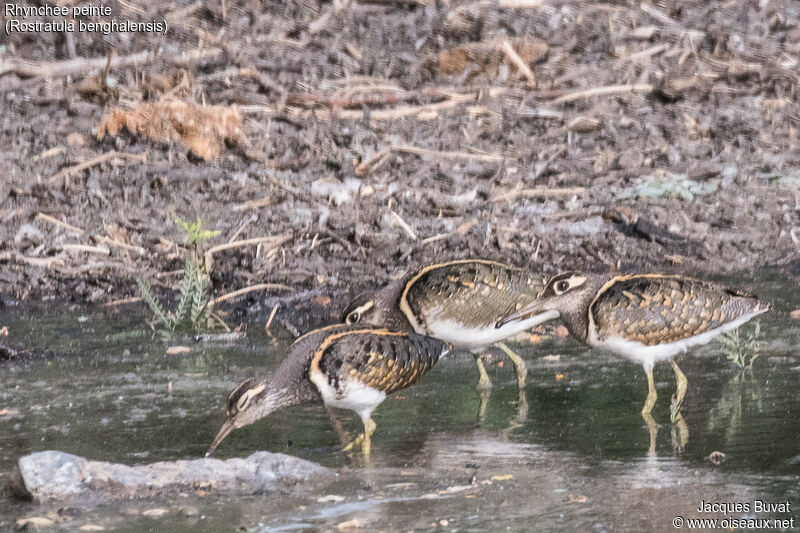 Greater Painted-snipe male adult, aspect, pigmentation, eats