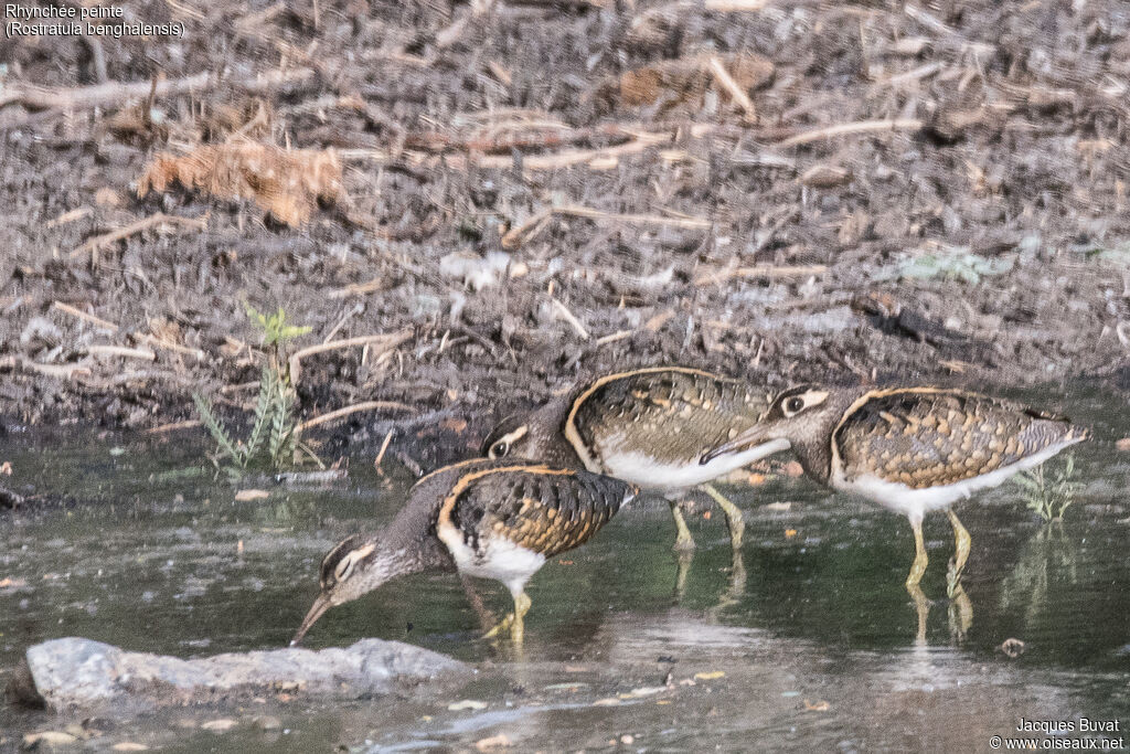 Greater Painted-snipe male adult, aspect, pigmentation, eats