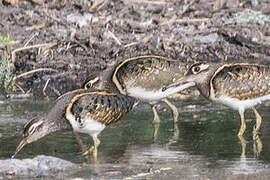 Greater Painted-snipe