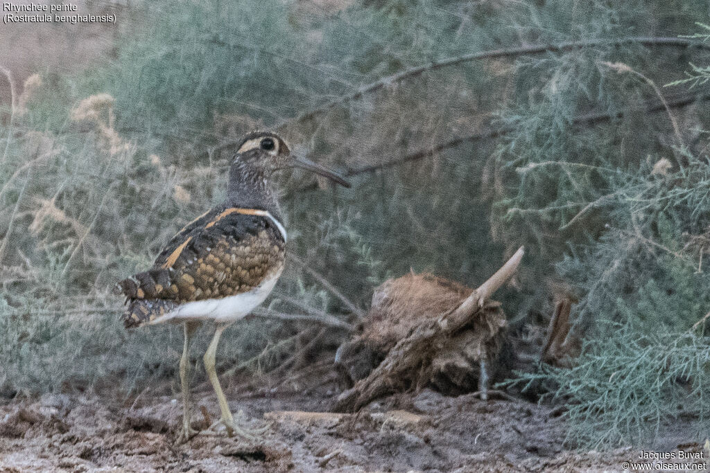 Greater Painted-snipe male adult breeding, habitat