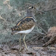 Greater Painted-snipe