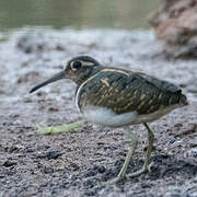 Greater Painted-snipe