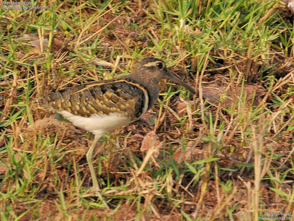 Greater Painted-snipe male adult breeding, habitat, aspect, pigmentation, walking