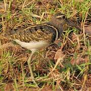 Greater Painted-snipe