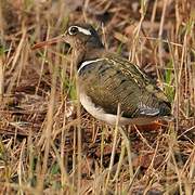 Greater Painted-snipe