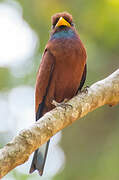 Blue-throated Roller