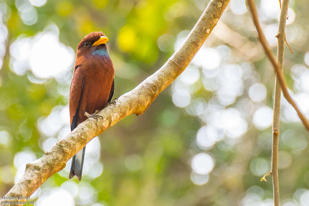 Blue-throated Rolleradult, identification