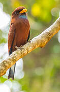 Blue-throated Roller