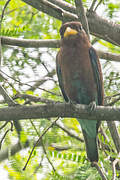 Broad-billed Roller