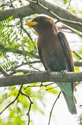 Broad-billed Roller