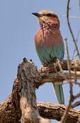 Lilac-breasted Roller