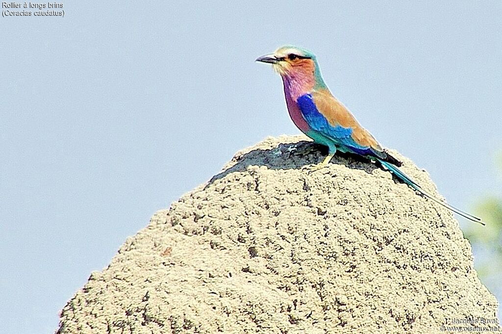 Lilac-breasted Roller