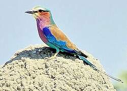 Lilac-breasted Roller