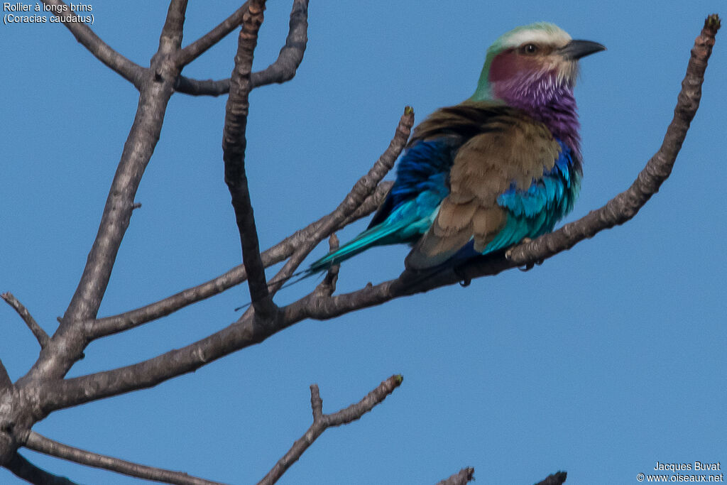 Lilac-breasted Roller