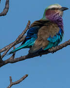 Lilac-breasted Roller