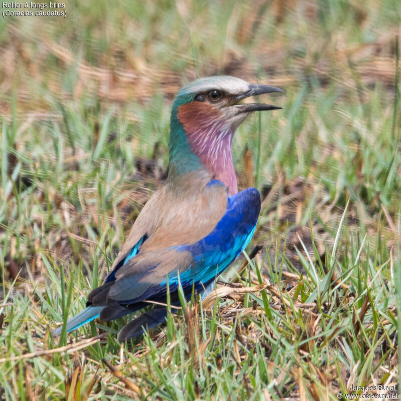 Lilac-breasted Roller, close-up portrait, aspect, pigmentation