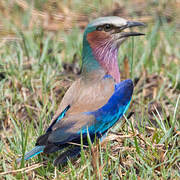 Lilac-breasted Roller