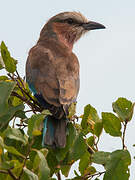 Lilac-breasted Roller