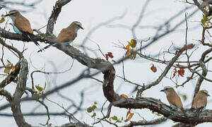 Racket-tailed Roller