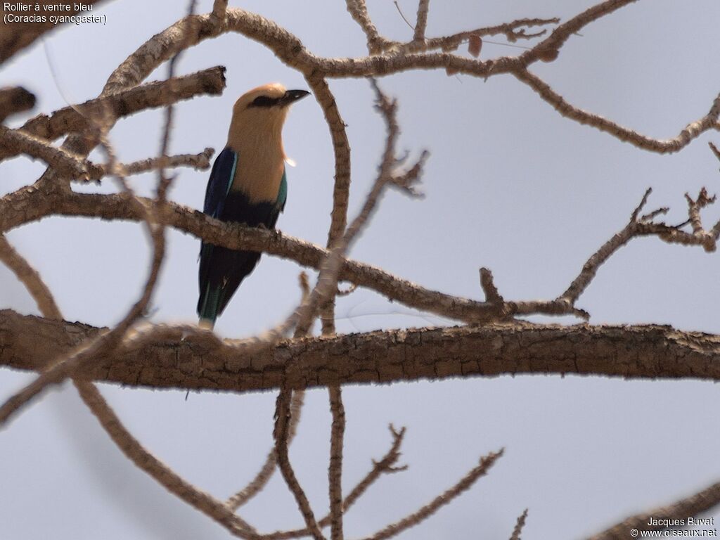 Blue-bellied Rolleradult breeding