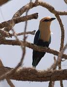 Blue-bellied Roller