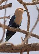 Blue-bellied Roller