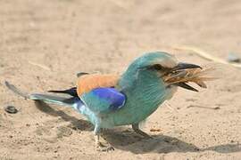 Abyssinian Roller