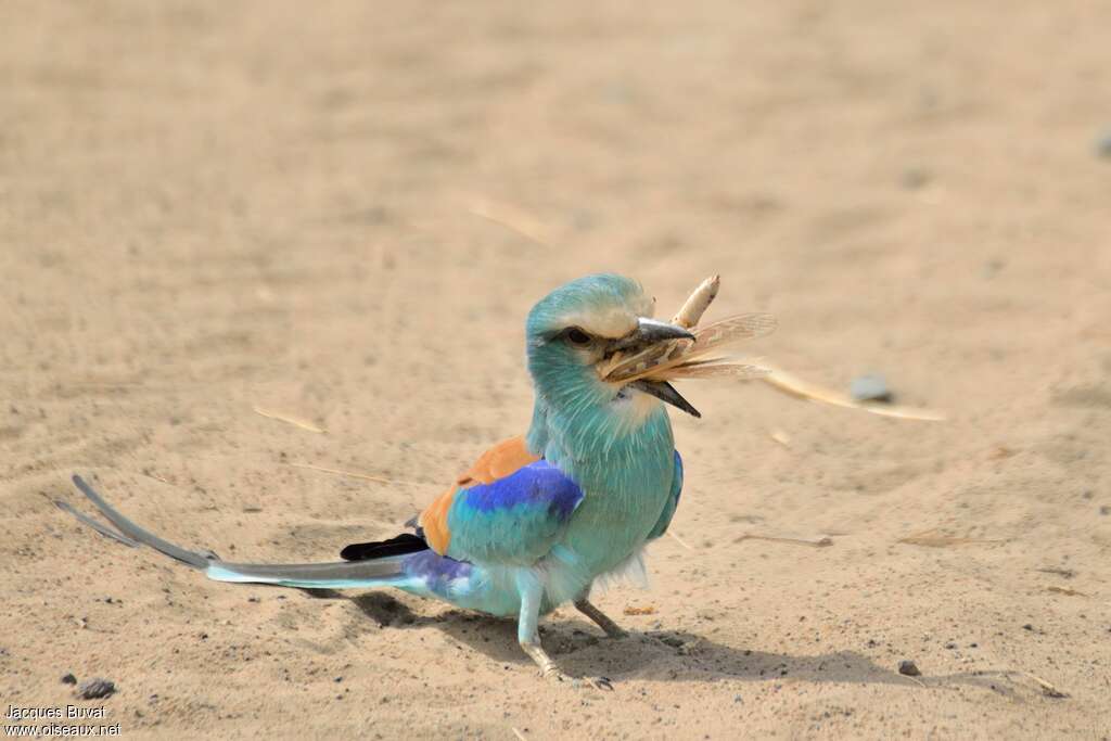 Rollier d'Abyssinieadulte, régime, mange