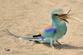 Abyssinian Roller