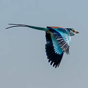 Abyssinian Roller