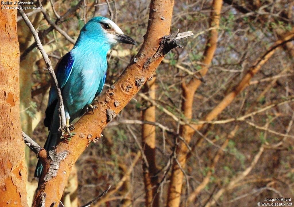 Abyssinian Roller male adult breeding, habitat, aspect