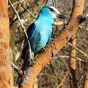 Abyssinian Roller