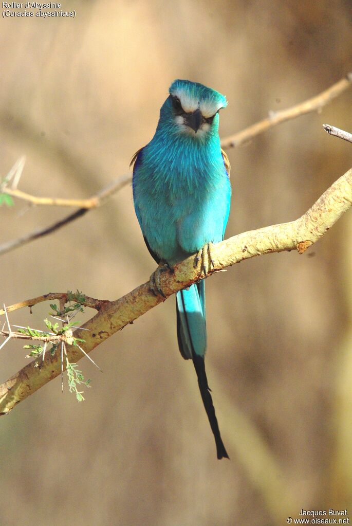 Abyssinian Roller male adult breeding, close-up portrait, aspect, pigmentation