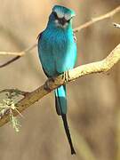 Abyssinian Roller