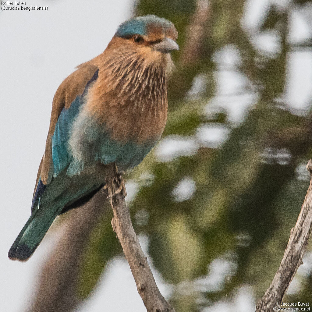 Indian Roller