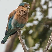 Indian Roller