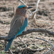 Indian Roller