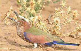 Purple Roller