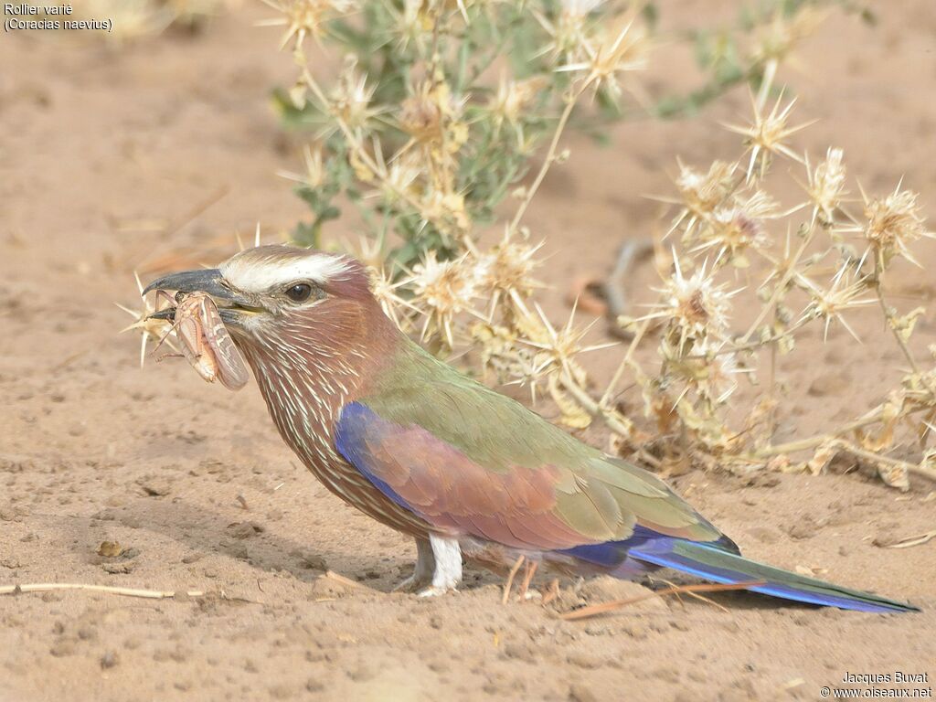 Rollier variéadulte