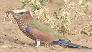 Purple Roller