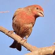 House Finch