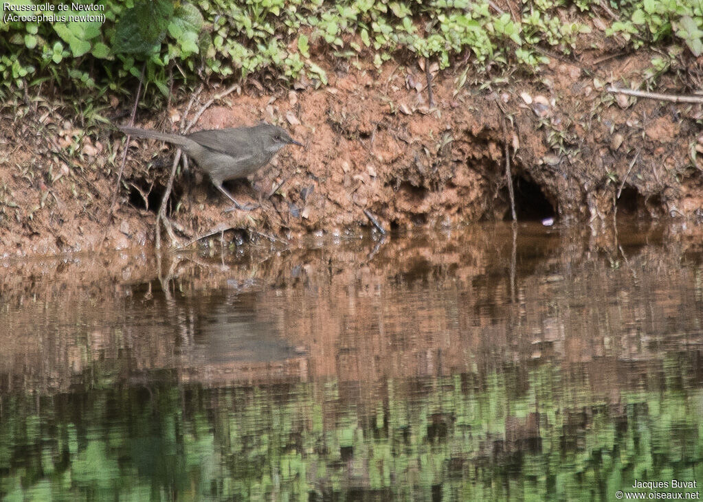 Madagascan Swamp Warbleradult