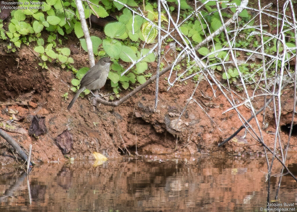 Madagascan Swamp Warbleradult