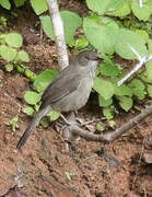 Madagascar Swamp Warbler