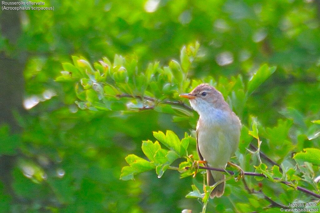 Eurasian Reed Warbler male adult