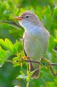 Common Reed Warbler