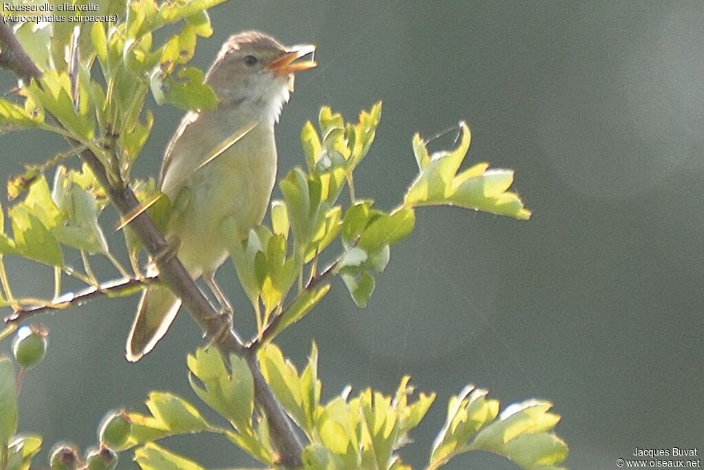 Common Reed Warbler