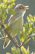 Common Reed Warbler