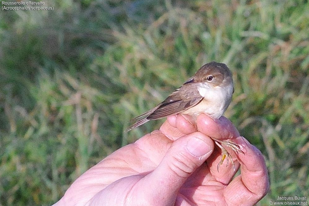 Eurasian Reed Warbler male adult breeding