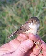 Common Reed Warbler